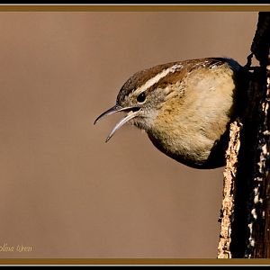 Carolina Wren