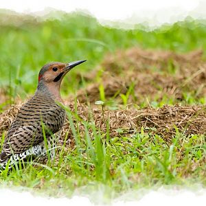 Northern Flicker in the Grass