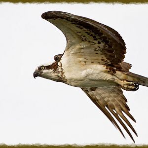 Female Osprey Flyby