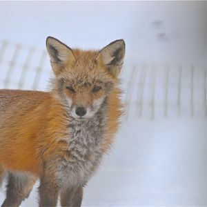 Red Fox