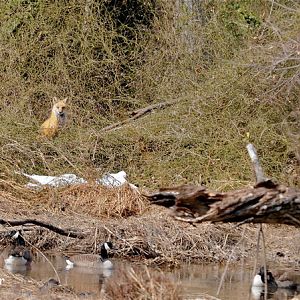 The Fox & The Goose  - or - Guess who's coming to dinner?