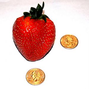 Test Strawberry