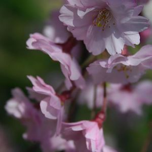 Cherry Blossoms