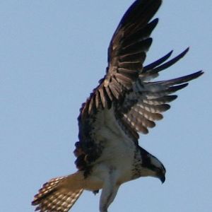 Ospreys