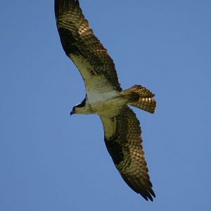 Ospreys