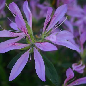 Azaleas