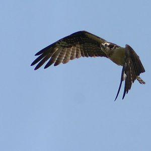 osprey 1