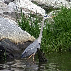 heron 2