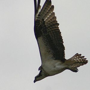 osprey 3