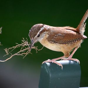 carolina wren