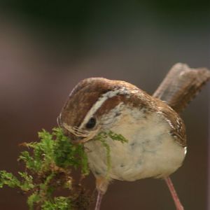 carolina wren