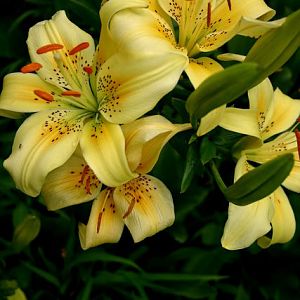 Lillies