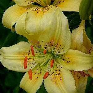 lillies2