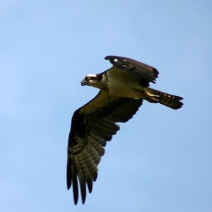 Osprey 1