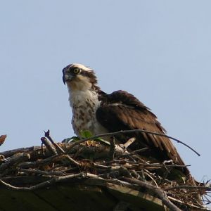 Osprey 2