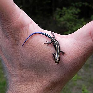 Blue Tail Skink