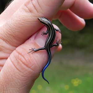 Blue Tail Skink