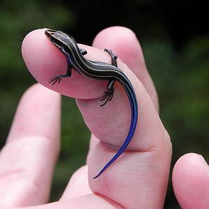 Blue Tail Skink