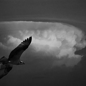 Black and White Thunderhead