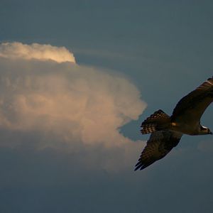 Thunderhead Osprey