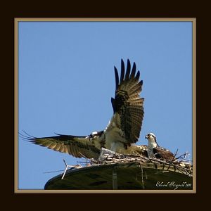 Osprey