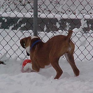 Baxter Ball in the Snow