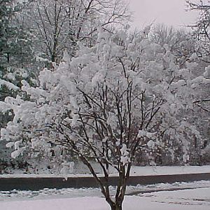 Snowy Tree