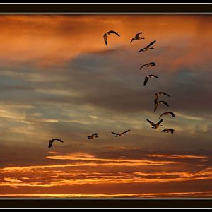 Geese at Sunset