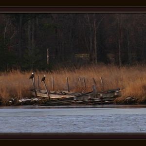 Bald Eagles