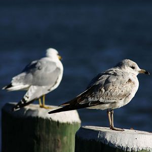 Seagulls