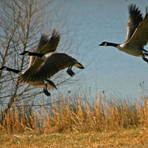 In Flight