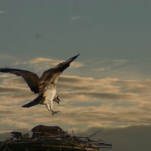 Nest Building