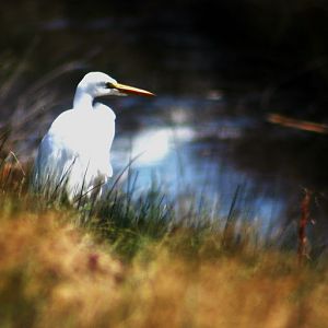 By The Creek