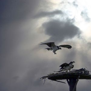 Osprey Evening