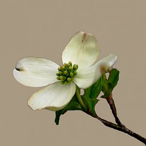 Dogwood