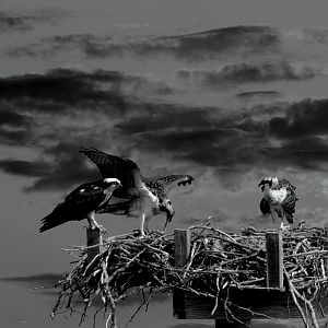 Osprey Black and White