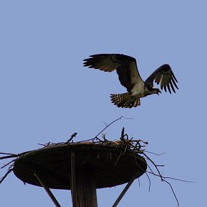 Osprey