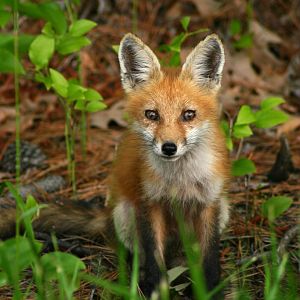 Newtowne Neck Red Fox