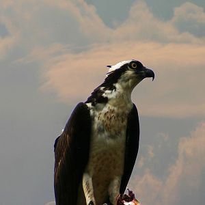 Osprey 2