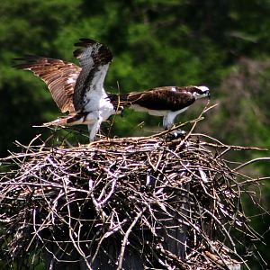 Two Osprey