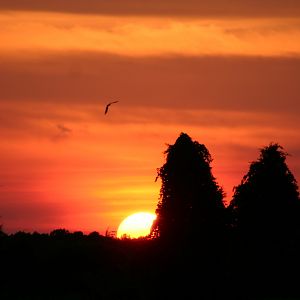 Lone Flyer at Sunset