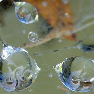 Spider Web and Rain Drops In Chesapeake Beach