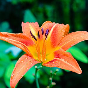 Tiger Lily