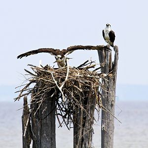 Osprey Nest