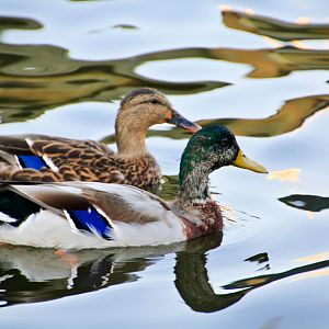 Ducks at the dock