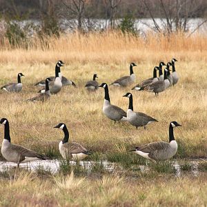 Geese in Field