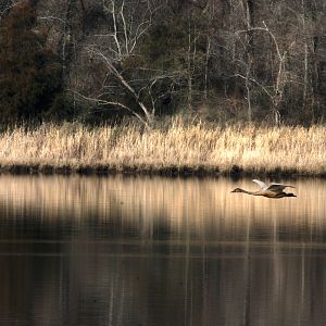 Swan in Flight