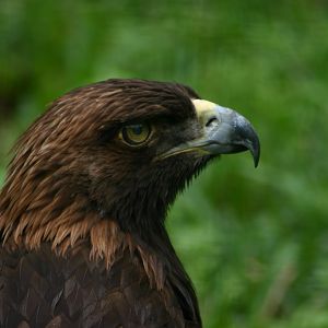 Golden Eagle