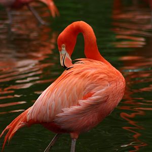 Flamingo