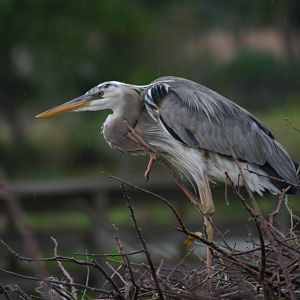 Heron